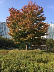 Autumn in Korea